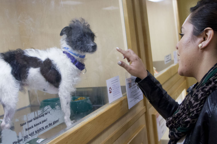 AAWL Mall Adoption Center